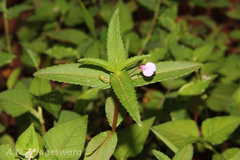 Impatiens mullaingiriensis
